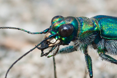 Cicindela depressula