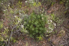 Paranomus abrotanifolius