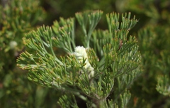 Paranomus abrotanifolius