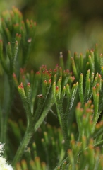 Paranomus abrotanifolius