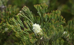 Paranomus abrotanifolius