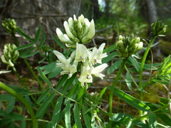 Astragalus gorczakovskii