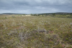 Leucadendron modestum