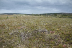Leucadendron modestum