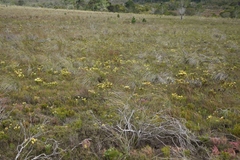 Leucadendron modestum