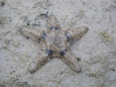 Aquilonastra coronata