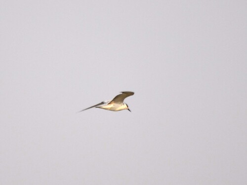 Whiskered Tern