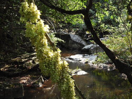Mucuna birdwoodiana, photograph 6