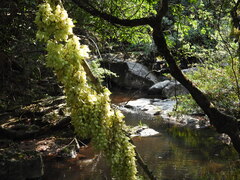 Mucuna birdwoodiana, photograph author not stated, no rights reserved