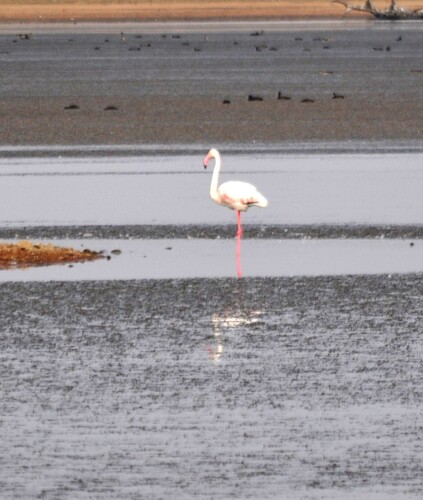 Greater Flamingo