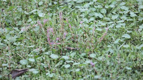 Rotala rotundifolia