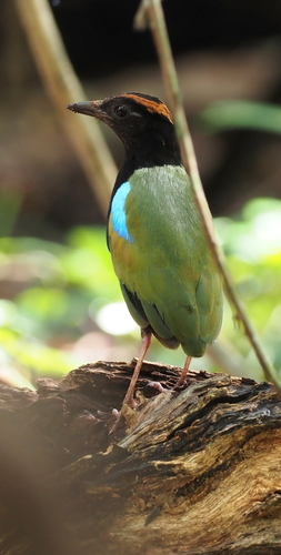 Rainbow Pitta (Pitta iris)