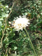 Trachusa interrupta