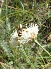 Trachusa interrupta