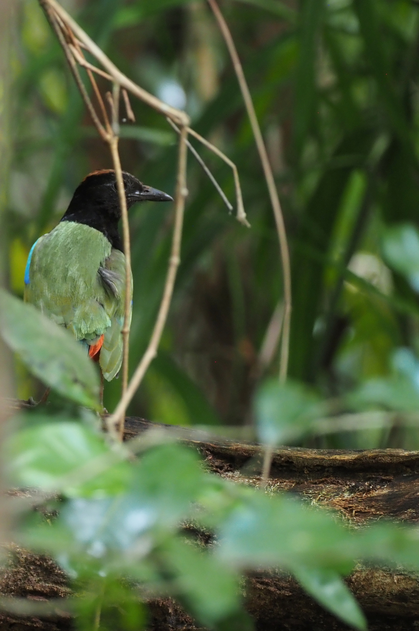 Rainbow Pitta (Pitta iris), photo 2