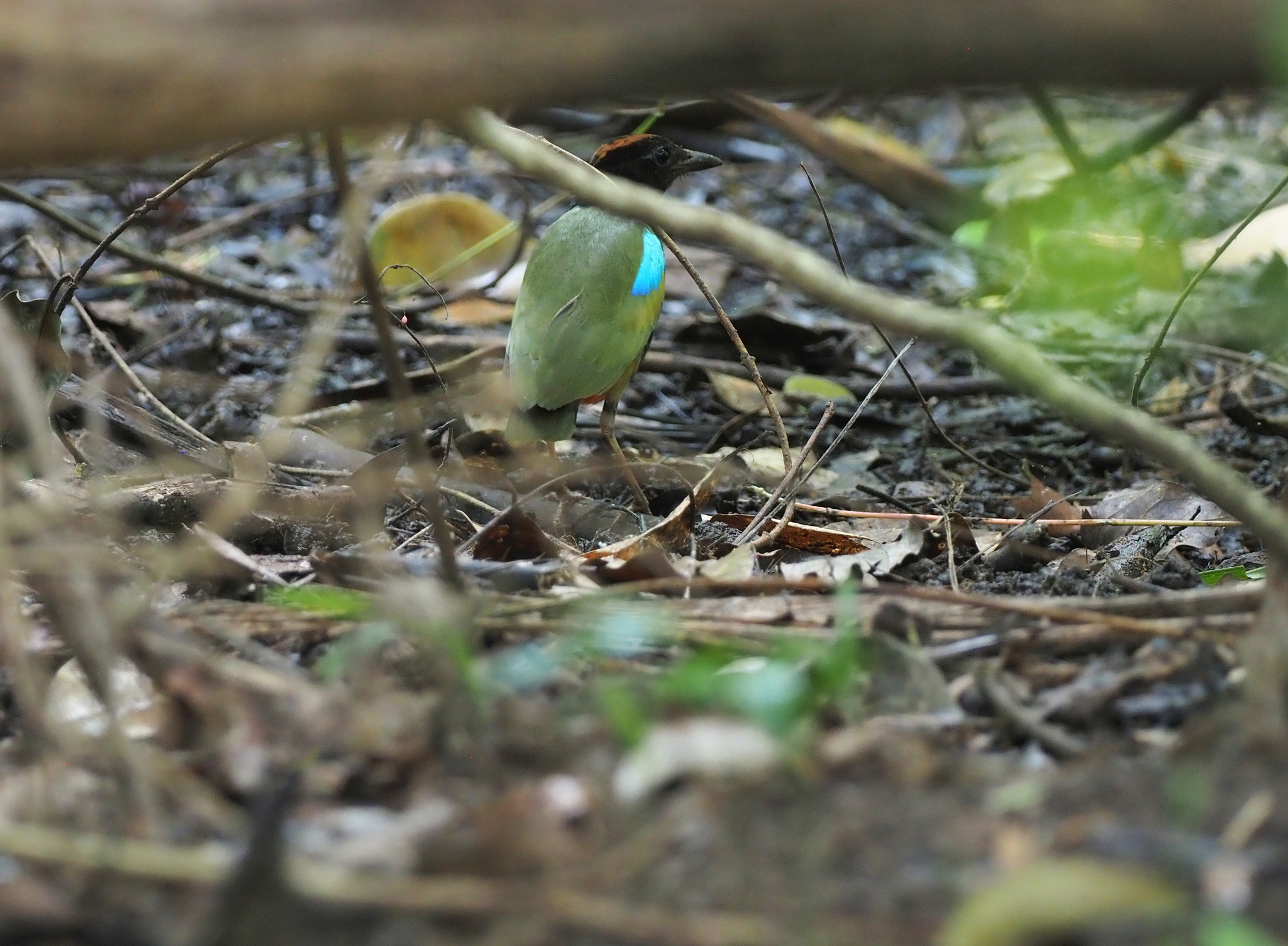 Rainbow Pitta (Pitta iris), photo 3