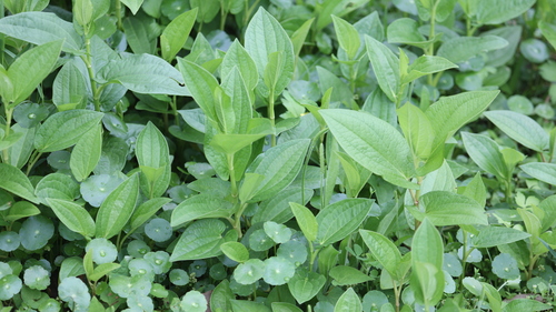 Saururus chinensis (Saururus chinensis)