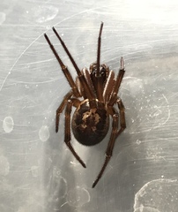Steatoda nobilis