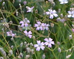 Gypsophila