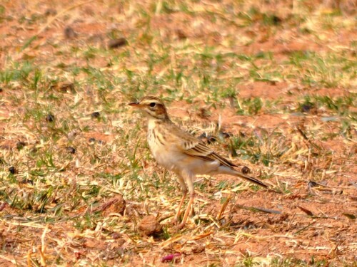 African Pipit