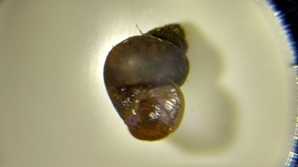 Amnicola
