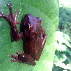 Rhacophorus margaritifer