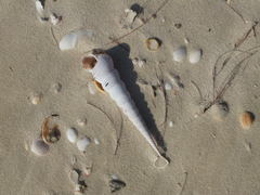 Turritella terebra