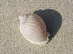Phalium flammiferum