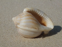 Phalium flammiferum
