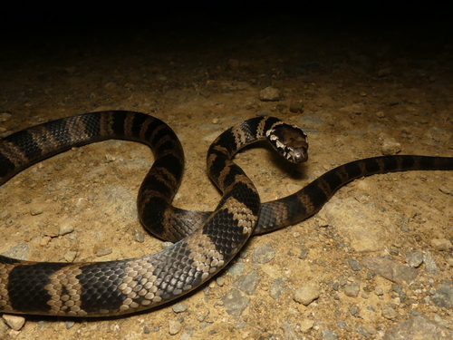 Stephens' Banded Snake sighting
