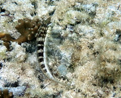 Parapercis australis