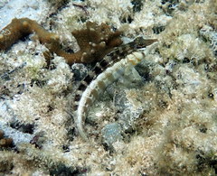 Parapercis australis