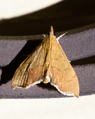 Sericoplaga externalis