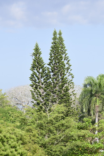 Araucaria columnaris