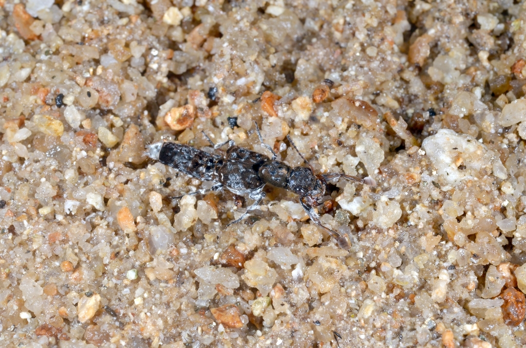 Trichocosmetes