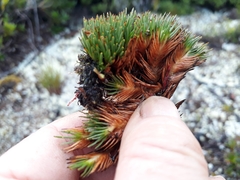 Oreobolus pectinatus