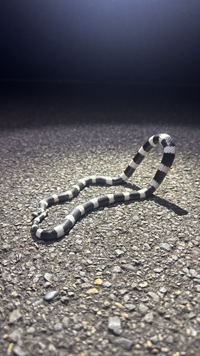 Eastern Bandy Bandy sighting