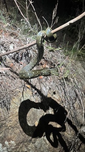 Diamond Python sighting