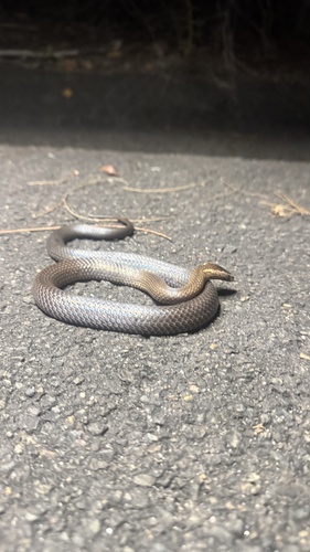 Golden-crowned Snake sighting