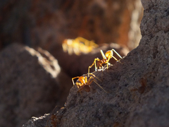 Oecophylla smaragdina
