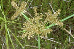 Cyperus pilosus