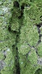 Bryopsida