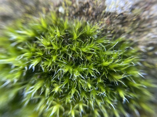 Image of Grimmia trichophylla by (c) Joss Carr, some rights reserved (CC BY)