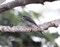 Sri Lanka Woodshrike photo 2
