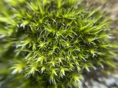 Image of Grimmia trichophylla by (c) Joss Carr, some rights reserved (CC BY)