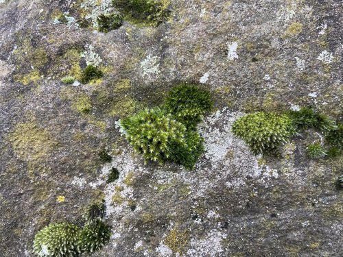 Image of Grimmia trichophylla by (c) Joss Carr, some rights reserved (CC BY)