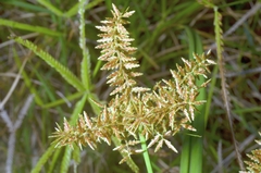 Cyperus pilosus