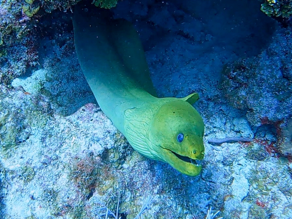 Green Moray