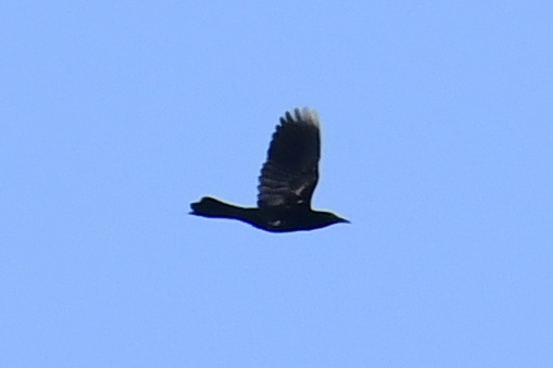White-necked Crow (Corvus leucognaphalus), photo 8