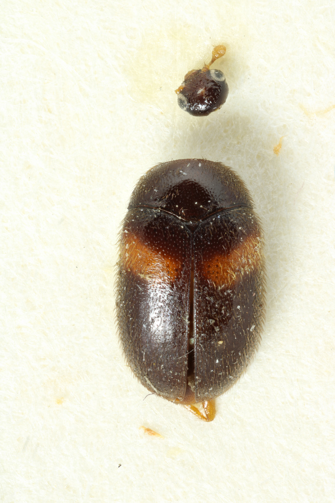 Orphinus unifasciatus
